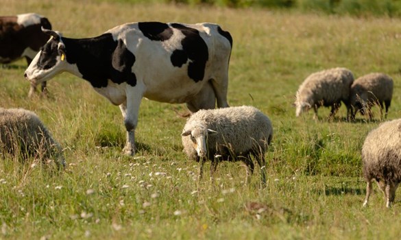 Sheep and black and white cows grazing in a field